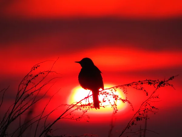 Uccelli delle steppe — Foto Stock