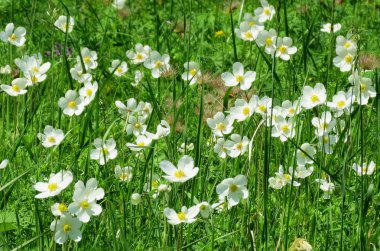 bozkırlarında flowerses