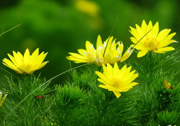 A puszták flowerses — Stock Fotó