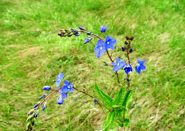 Floraison des steppes — Photo