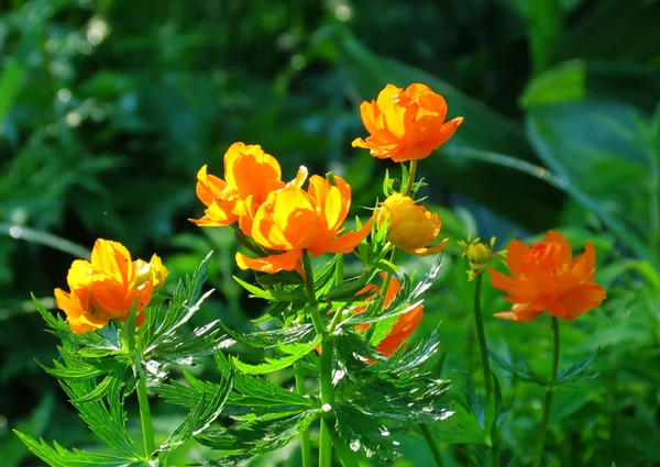 Blomster på steppene – stockfoto