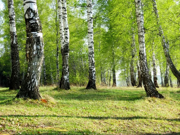 Nature Altaya — Stock Image Nature Altaya Stock Image