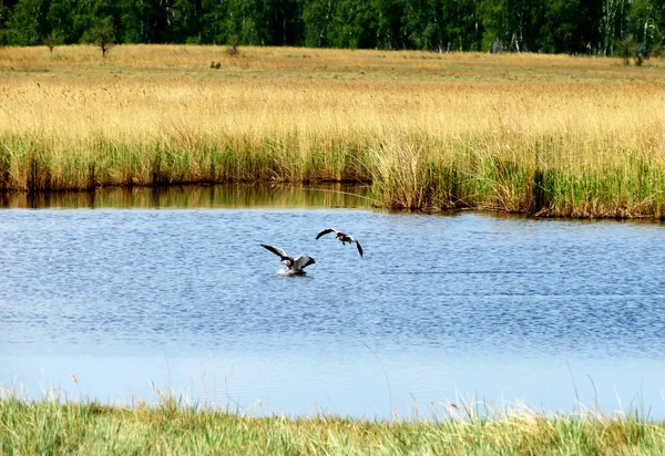 Természet altaya — Stock Fotó