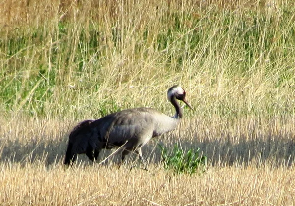 Vogels van de steppes — Stockfoto