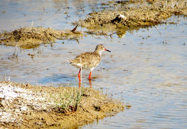 Birds of the steppes — Stock Photo, Image