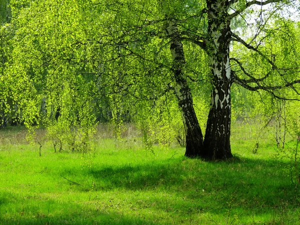 Natura altaya — Zdjęcie stockowe