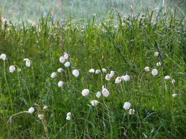 bozkırlarında flowerses