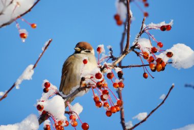 bozkırlarında kuşların