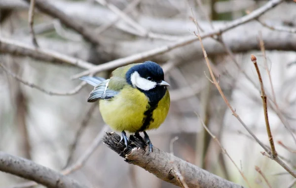 Steppenvögel — Stockfoto