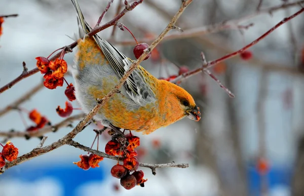 Birds of the steppes — Stock Photo, Image