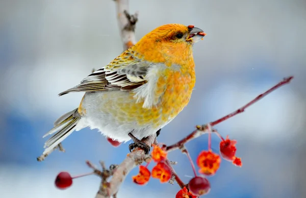 Aves das estepes — Fotografia de Stock