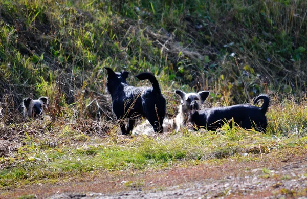 Animales domésticos — Foto de Stock