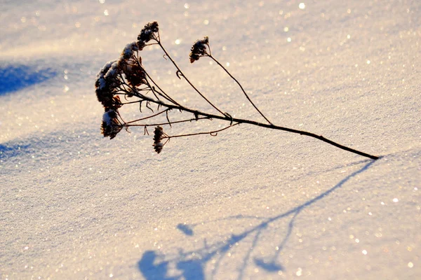 Natur altaya — Stockfoto