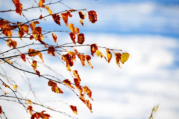 Natura Altaya — Foto Stock