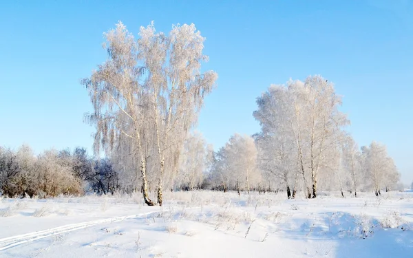 Příroda altaya — Stock fotografie