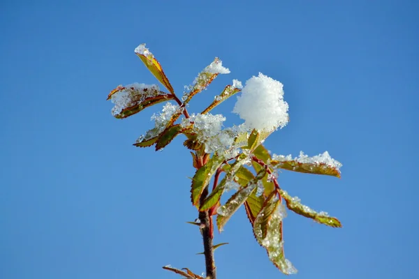 Fiori delle steppe — Foto Stock