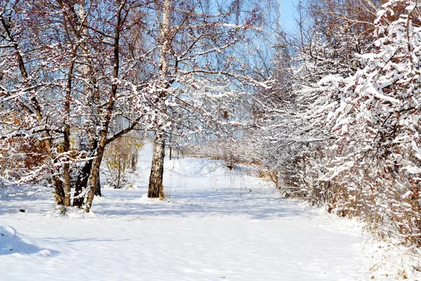 Příroda altaya — Stock fotografie