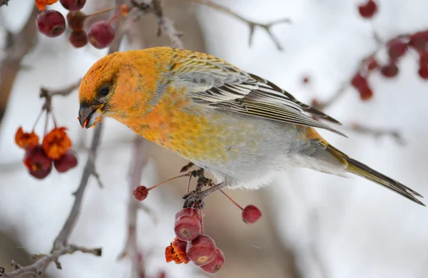 Aves de las estepas — Foto de Stock