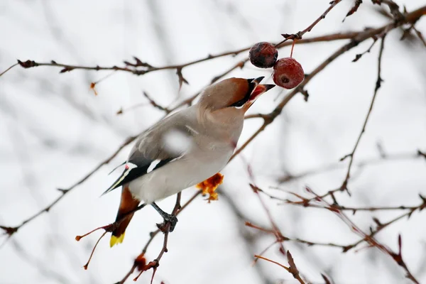 Aves das estepes — Fotografia de Stock