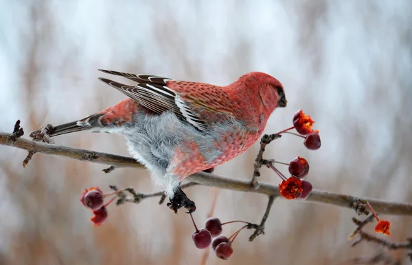 Aves das estepes — Fotografia de Stock