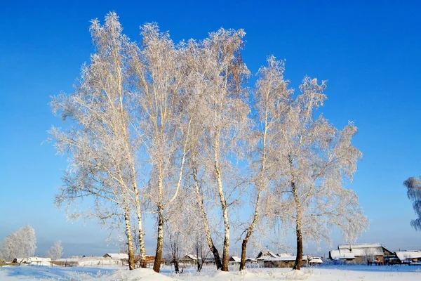 Příroda altaya — Stock fotografie