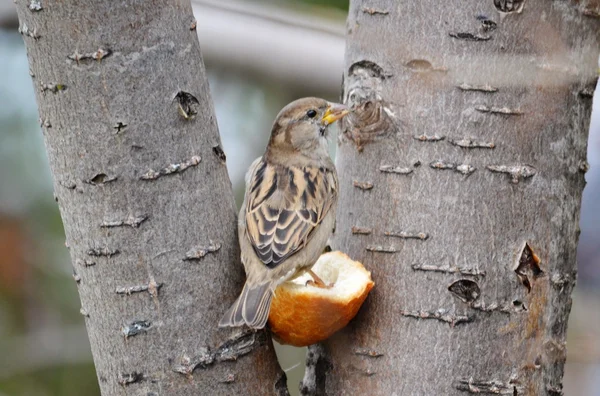 Aves das estepes — Fotografia de Stock