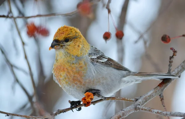 Vogels van de steppes — Stockfoto