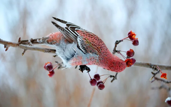 Birds of the steppes — Stock Photo, Image