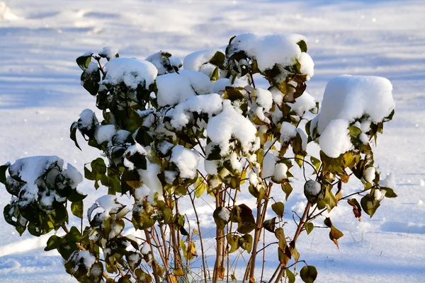 Blüten der Steppe — Stockfoto