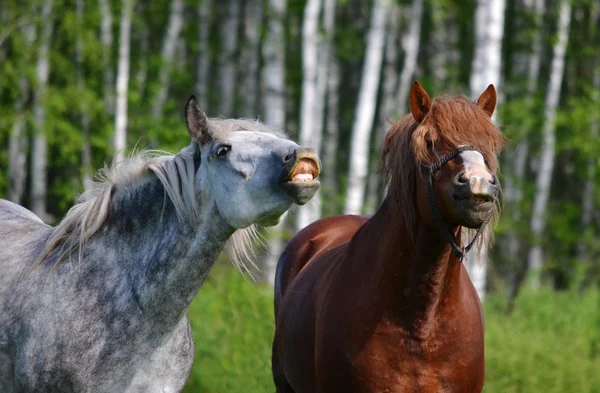 Animales domésticos — Foto de Stock