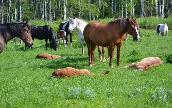 Hem-djur — Stockfoto