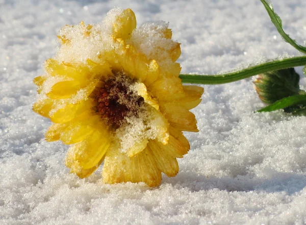 Flowerses stäpperna — Stockfoto