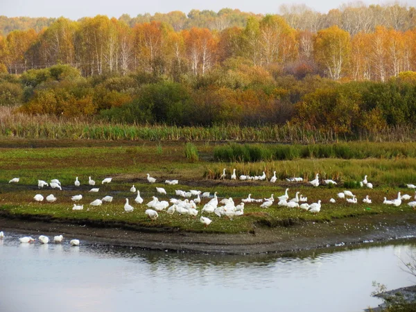 Natura Altaya — Foto Stock