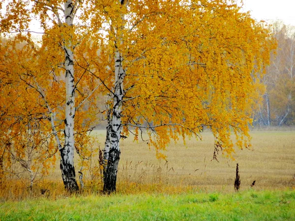 Doğa altaya — Stok fotoğraf