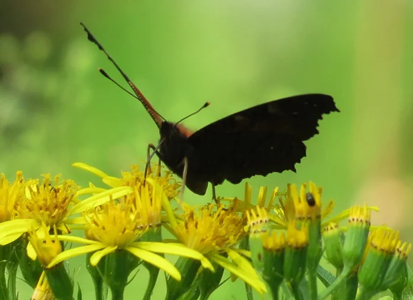 Insect of the steppes — Stock Photo, Image