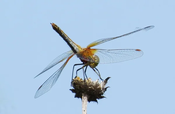 Insect of the steppes — Stock Photo, Image