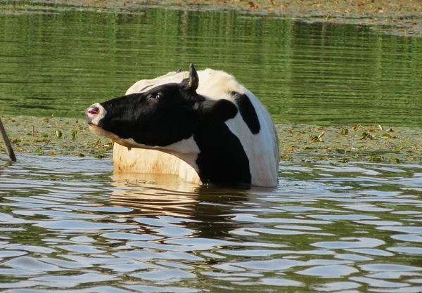 Animales domésticos — Foto de Stock