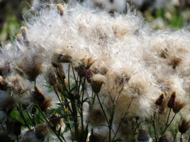 bozkırlarında flowerses