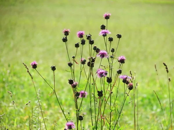 Flowerses των στεπών — Φωτογραφία Αρχείου