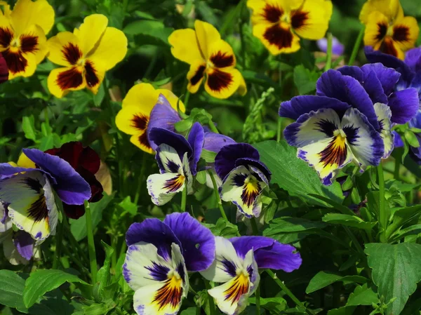 Flores de las estepas — Foto de Stock