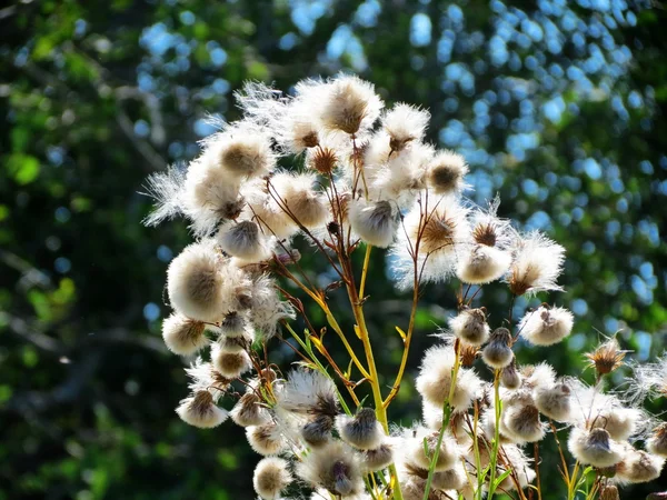 Flores de las estepas —  Fotos de Stock