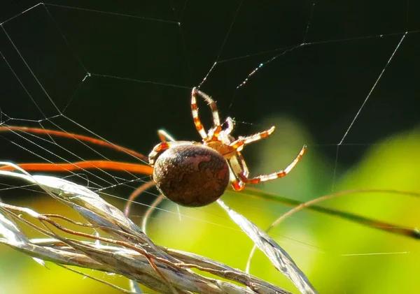 Insect van de steppes — Stockfoto