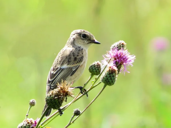 Birds of the steppes — Stock Photo, Image