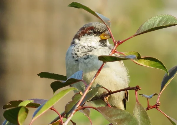 Birds of the steppes — Stock Photo, Image