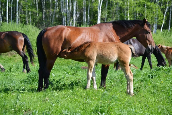 Animales domésticos — Foto de Stock