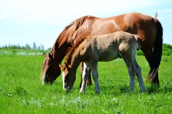 Animali domestici — Foto Stock