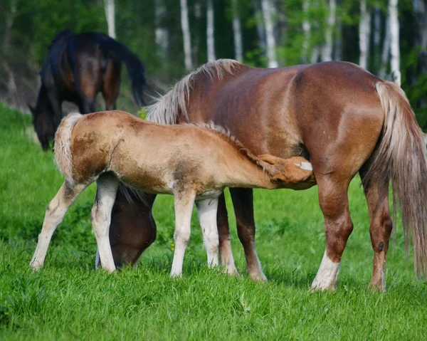 Animales domésticos — Foto de Stock