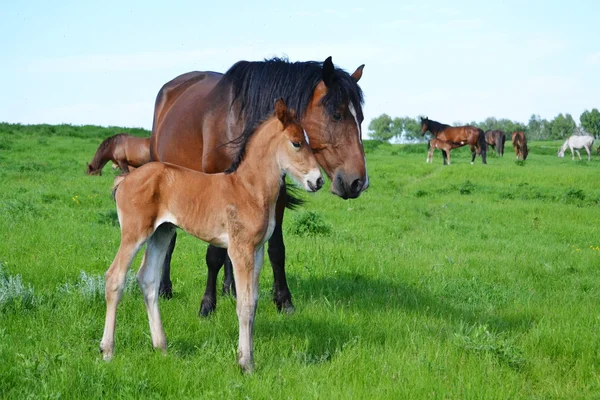 Haustiere — Stockfoto