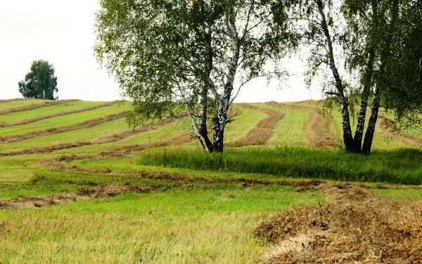 Nature Altaya — Stock Image Nature Altaya Royalty Free Stock Images