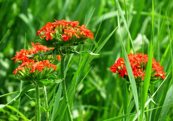 草原の flowerses — ストック写真